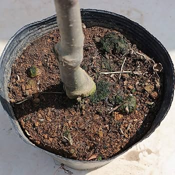 りんご　苗木　津軽　大小セット　大1.8メートル リンゴ 選抜津軽 苗 通販 苗木部 By 花ひろばオンライン